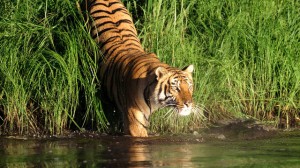 Royal Bengal Tiger In Sundarban